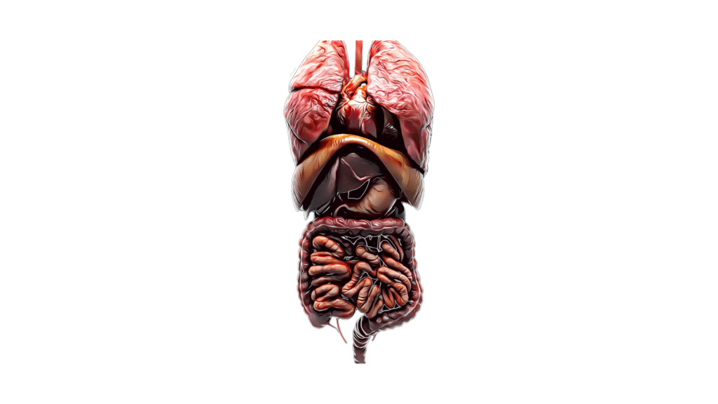 9-1024x576 Anatomia Humana: Entenda o Que É e Por Que Ela É Essencial para Estudantes da Área da Saúde