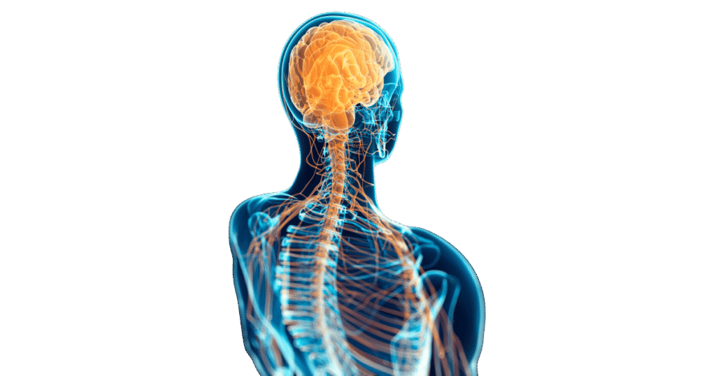 3-1-1024x538 Sistema Nervoso: Anatomia e Funções Explicadas