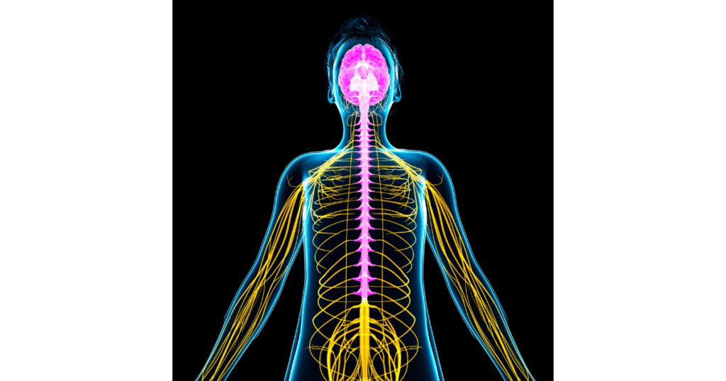 4-1-1024x538 Sistema Nervoso: Anatomia e Funções Explicadas