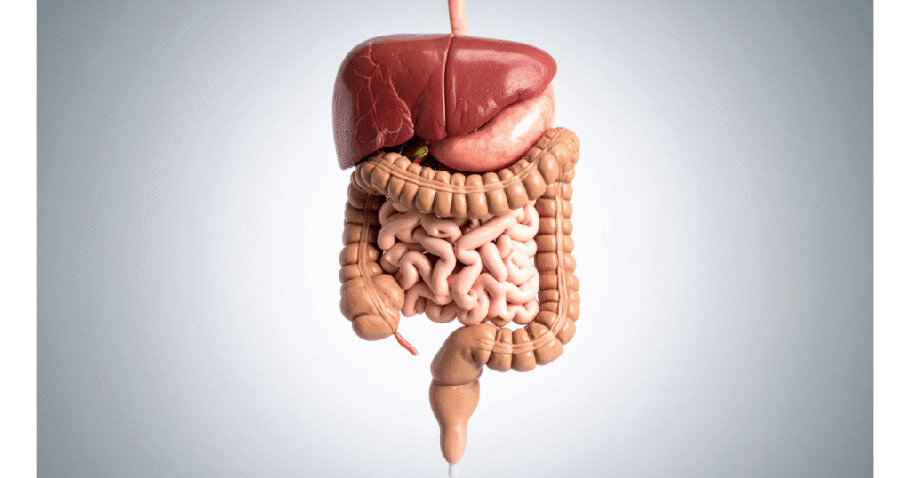 2-2-1024x538 Sistema Digestório: Fisiologia Aplicada, Manejo de Sondas e Cuidados Críticos