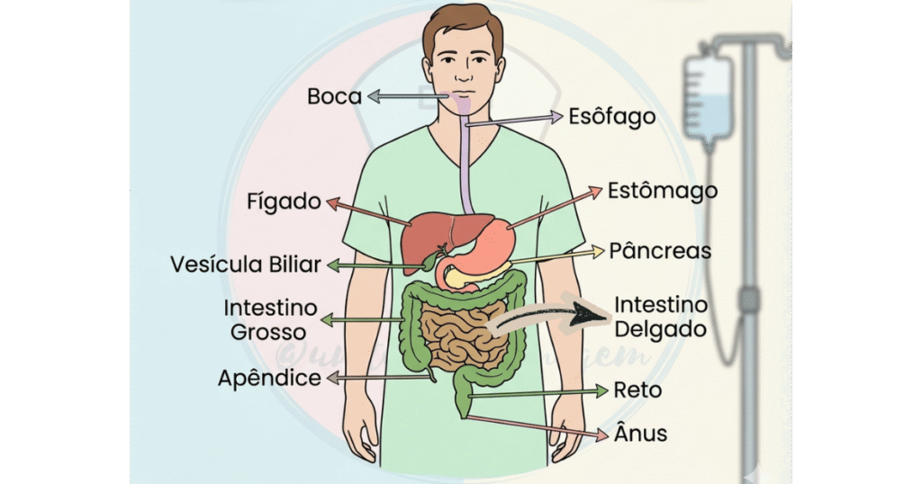 3-1-1024x538 Sistema Digestório: Fisiologia Aplicada, Manejo de Sondas e Cuidados Críticos