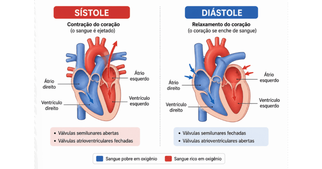 4-1024x538 Sistema Cardiovascular: Do Ciclo Cardíaco ao Manejo na UTI