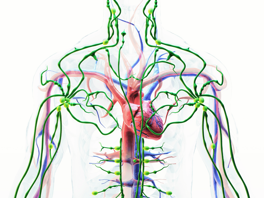 50 Sistema Linfático: Anatomia, Funções e Importância Clínica para Profissionais de Saúde