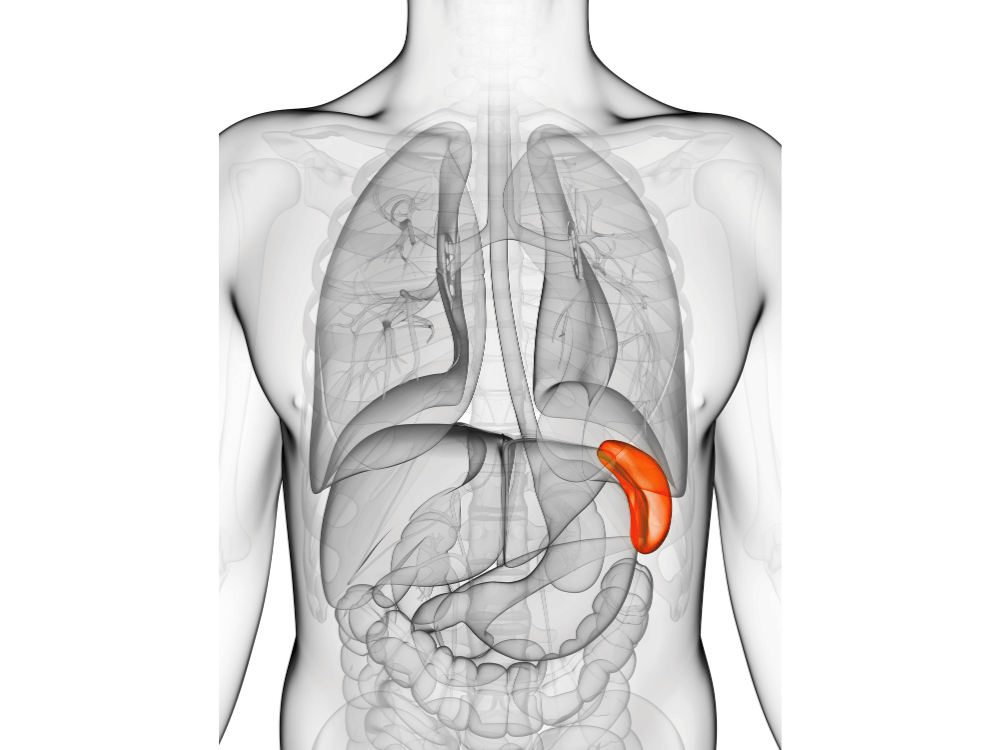 51 Sistema Linfático: Anatomia, Funções e Importância Clínica para Profissionais de Saúde