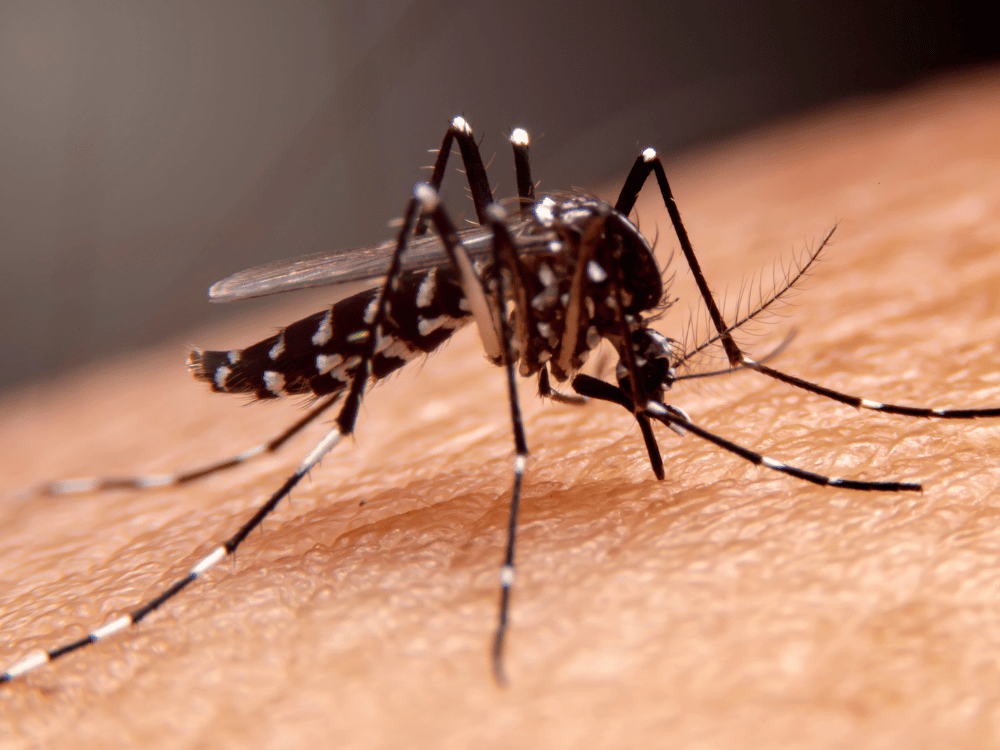 57 Dengue: Transmissão, Sintomas, Classificação e Condutas Essenciais para Profissionais de Saúde